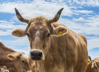 Teilnehmer Holstein Kiel Gegen FC Bayern München: Spannendes Duell Enthüllt!