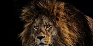 Teilnehmer 1860 München Spiele: Spannende Einblicke Und Tipps