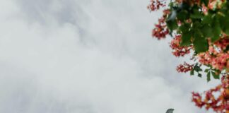 Aufstellungen Teilnehmer FC Bayern München Gegen Bayer 04 Leverkusen Enthüllt!