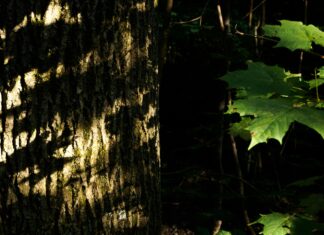 Aufstellungen Teilnehmer FC Bayern München Gegen TSG 1899 Hoffenheim: Wer Gewinnt?