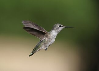 Taylor Swift München: Unglaubliche Highlights Und Geheimtipps Entdecken