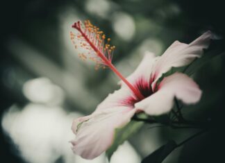 1860 München Vs. SV Waldhof: Spannendes Duell – Wer Gewinnt?