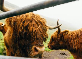 Ehc Red Bull München: Warum Ist Das Team So Erfolgreich?