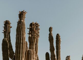 Akademie Der Bildenden Künste München: Entdecke Kreative Meisterwerke!