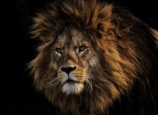 Booking.com Telefonnummer München: Wie Erreiche Ich Den Kundenservice Schnell?