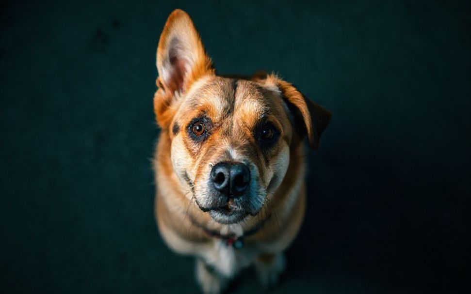3 Wege, um den Adoptionprozess im Tierheim München zu beschleunigen