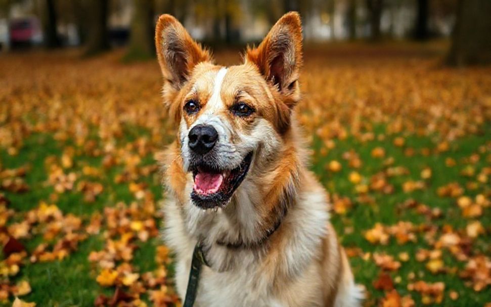 5 Wege um die erlaubten Bereiche für Hunde in München zu erkunden