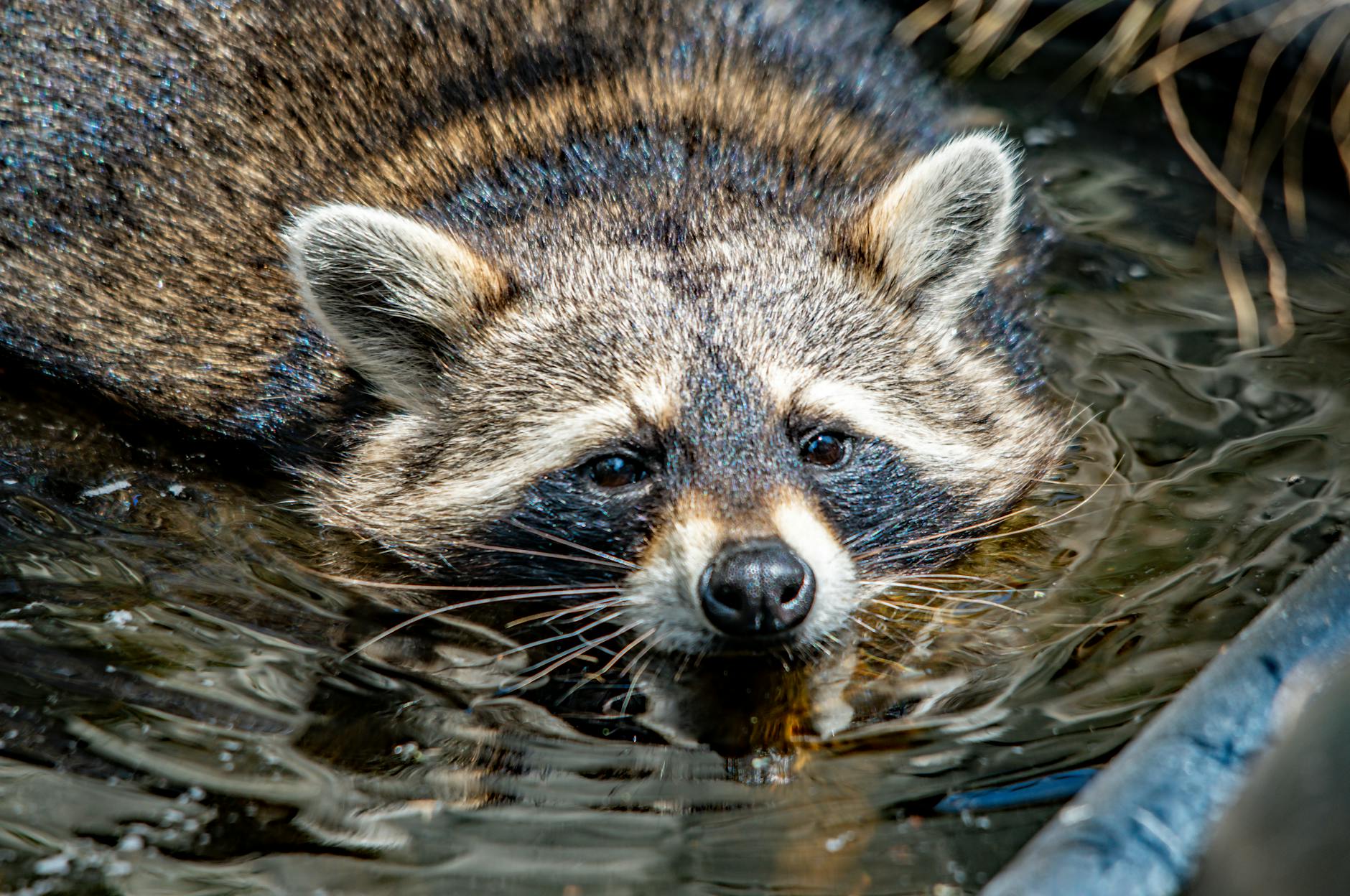 Die fünf Schlüsselentscheidungen für den Aufstieg aus der Landesliga Bayern Süd