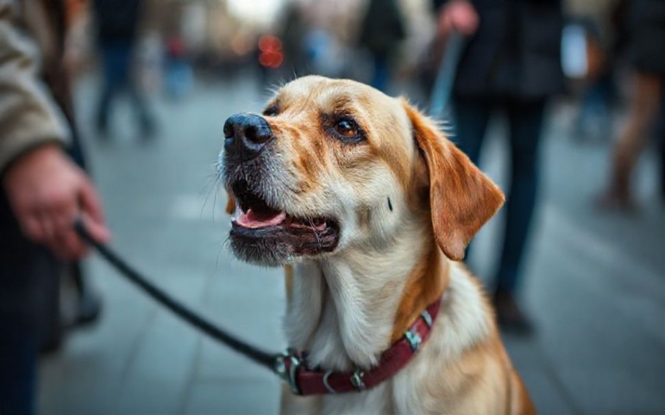 Die Wahrheit über die Hundeführerschein-Pflicht in München
