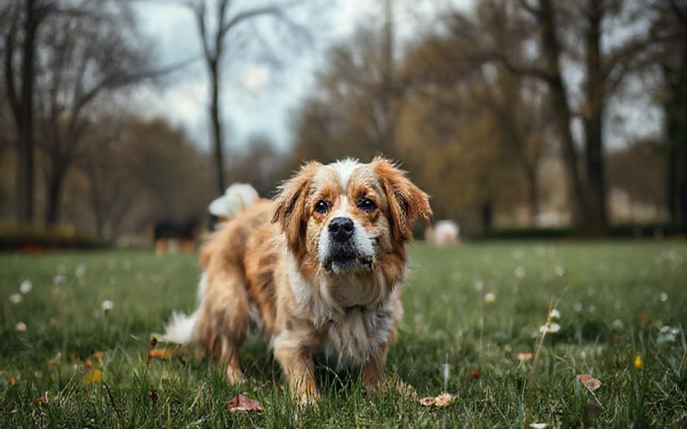 Die Wahrheit über die Hundewiesen in Münchens Parks und Gärten