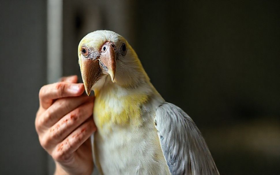 Die Wahrheit über die Kosten für Vogel-Tierärzte in München
