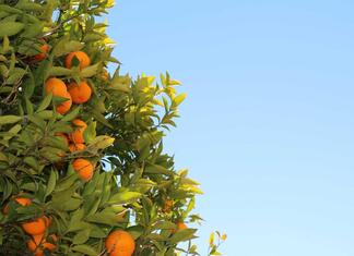 Wie melde ich mein Kind günstig beim Fußball an