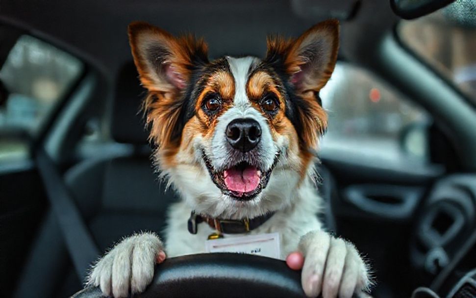Warum Sie unbedingt einen Hundeführerschein in München brauchen