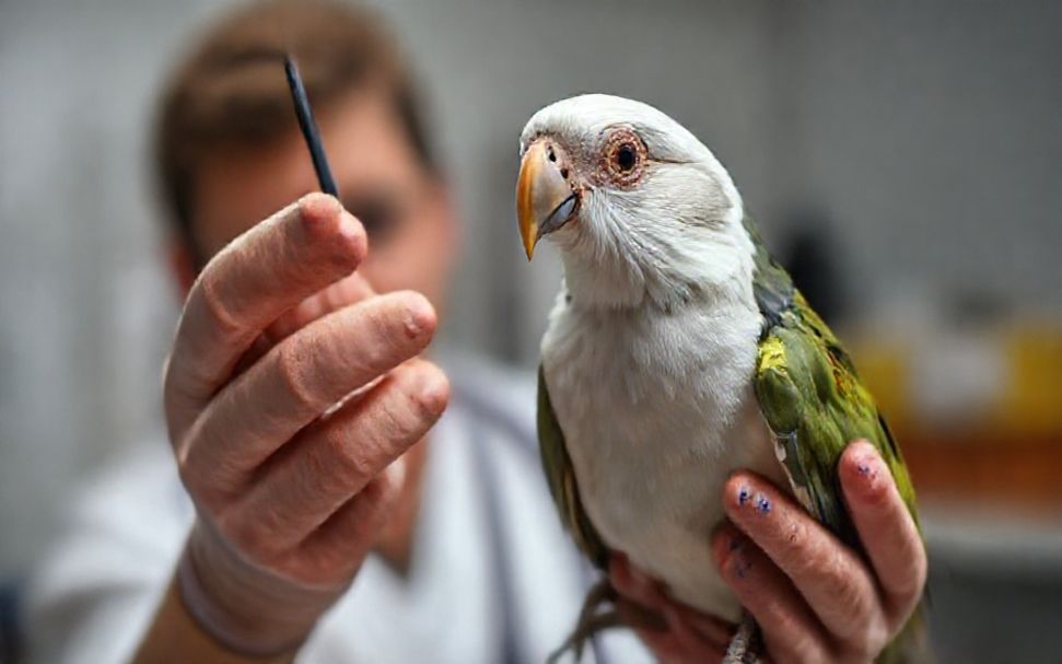 Wie man den richtigen Vogel-Tierarzt in München findet
