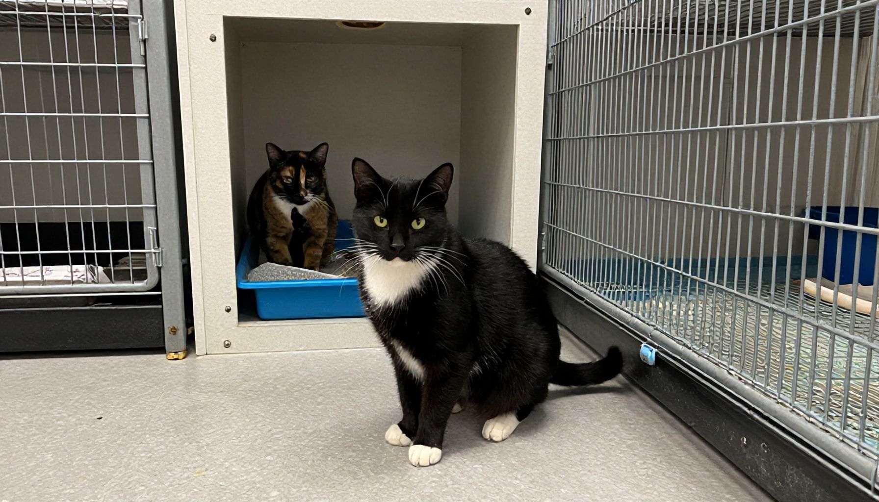 Die aktuellen Herausforderungen für die Samtpfoten