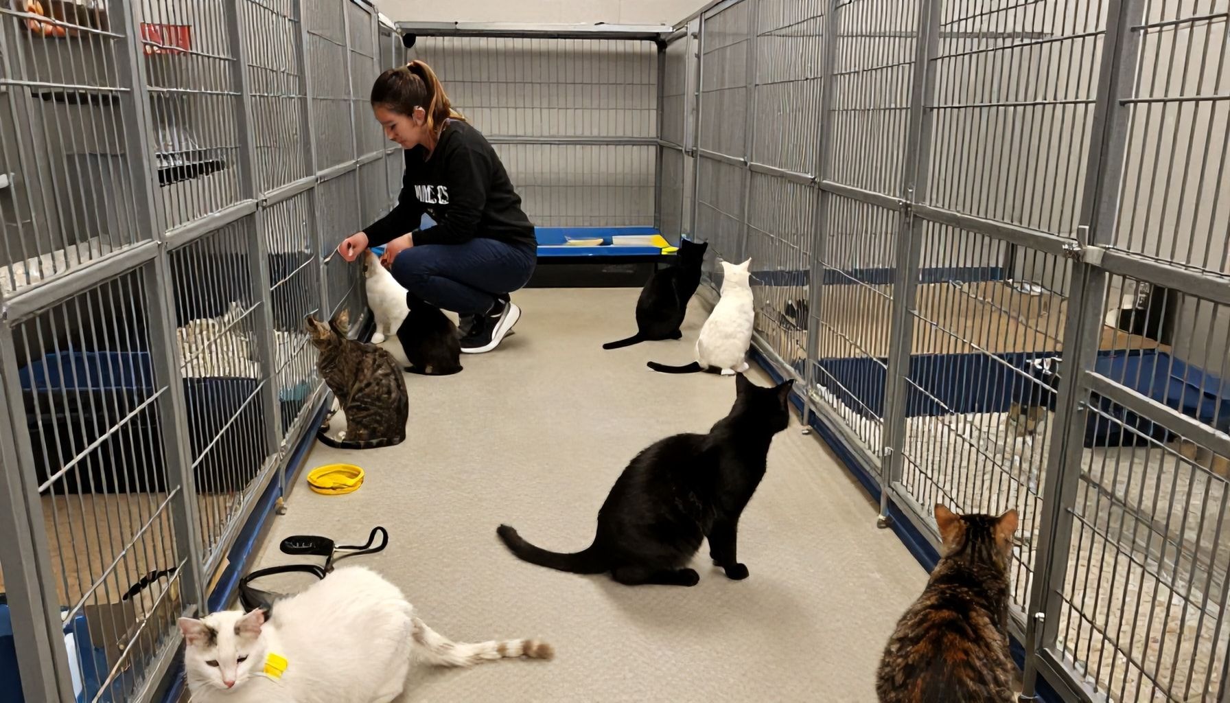 Die Zukunft der Katzen im Münchner Tierheim