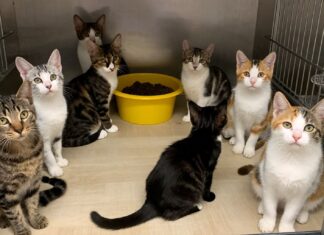 Münchner Tierheim sucht dringend 50 neue Katzenfamilien