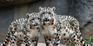 Münchner Zoo begrüßt zwei seltene Schneeleoparden-Jungtiere nach 15 Jahren Wartzeit