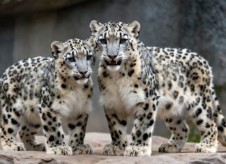 Münchner Zoo begrüßt zwei seltene Schneeleoparden-Jungtiere nach 15 Jahren Wartzeit