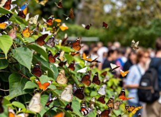 Über 500 Schmetterlingsarten locken Besucher in Münchens Botanischen Garten