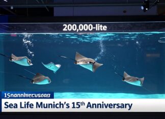 Sea Life München feiert 15 Jahre mit neuem 200.000-Liter-Becken und seltenen Rochenarten