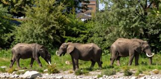 Drei seltene Tierarten plötzlich am Münchner Isarufer gesichtet