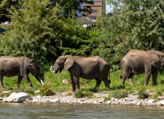 Drei seltene Tierarten plötzlich am Münchner Isarufer gesichtet