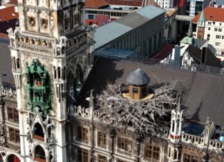 Live-Bilder aus 80 Metern Höhe: Falken-Webcam am Münchner Rathaus zeigt seltene Brut