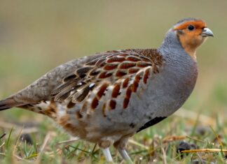 Fellbürzelhuhn in Deutschland gesichtet: Seltene Beobachtung nach 30 Jahren